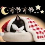 可愛いハチワレ猫 サンタ帽 冬 気づかい