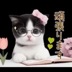 可愛いハチワレ猫 春の思いやり 敬語