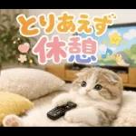 飛び出す♡やる気ないにゃんこ