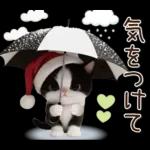 可愛いハチワレ猫 サンタ帽 冬 気づかい