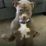 jajaja vete a la therian