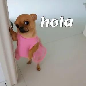 hola - getsticker.com