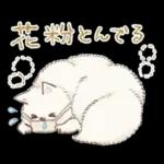 Samoyed-san in Spring