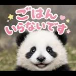 飛び出す♡パンダの家族連絡