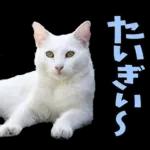 島根出雲弁☆にゃんこ