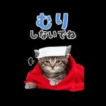 毎年使える♪リアルなにゃんこの年末年始