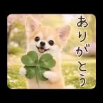 春のほんわかチワワ♡