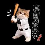野球をする猫