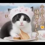 可愛いハチワレ猫 春の思いやり 敬語