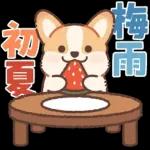 コーギーにとっての雨季と初夏