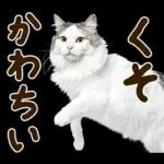 うんこ★リアルな猫