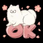 Samoyed-san in Spring