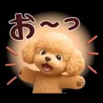 【秋冬】ずっと使える❤️日常会話 トイプー