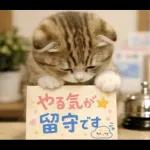 飛び出す♡やる気ないにゃんこ