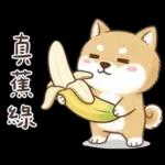 柴犬可愛諧音梗