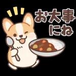 コーギーにとっての雨季と初夏
