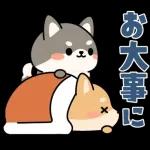 飛び出す！シバイヌの日常敬語スタンプ