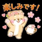 シマエナガといやしばいぬ❤️春/柴犬敬語