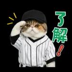 野球をする猫