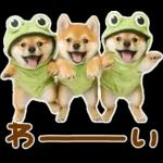 梅雨初夏♡わんこ