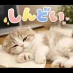 飛び出す♡やる気ないにゃんこ