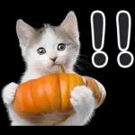 リアルな子猫ミーム（秋ハロウィン）