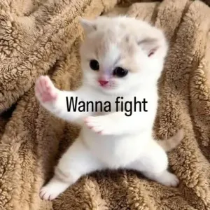 Wanna fight - getsticker.com