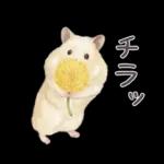 ゴールデンハムスター♡キンクマ