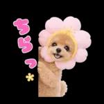 春♡とってもかわいいトイプードル