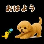 毎日使える【挨拶★返事】トイプードル