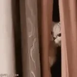 No, no, no