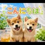 飛び出す♡雨の日わんこ
