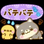 飛び出す♡豆柴-夏-日和