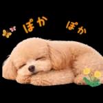 春♡とってもかわいいトイプードル