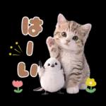 仲良し♡シマエナガと子猫ちゃん