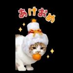 毎年使える♪リアルなにゃんこの年末年始