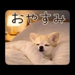 春のほんわかチワワ♡