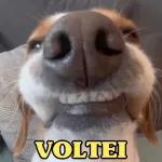 por mim voltei