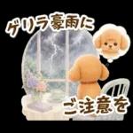 トイプードルの夏と梅雨のお天気カフェ