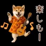 大人かわいい秋の癒し柴犬