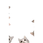 飛び出す❤️猫猫猫2