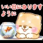 大人の夏❤️いやしばいぬ❤️柴犬