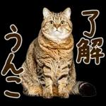 うんこ★リアルな猫
