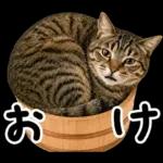 キジトラ猫飼いさんのダジャレ