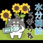 飛びだす！お返事シバイヌくん（雨の日）
