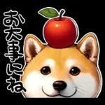 柴犬ワンダフル！！！！！