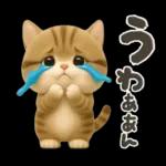 ねこちぃず♡ぐったり涙といたわり