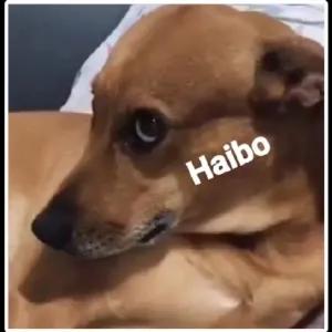 Haibo - getsticker.com