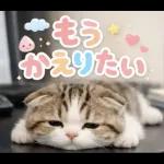 飛び出す♡やる気ないにゃんこ