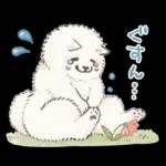 Samoyed-san in Spring